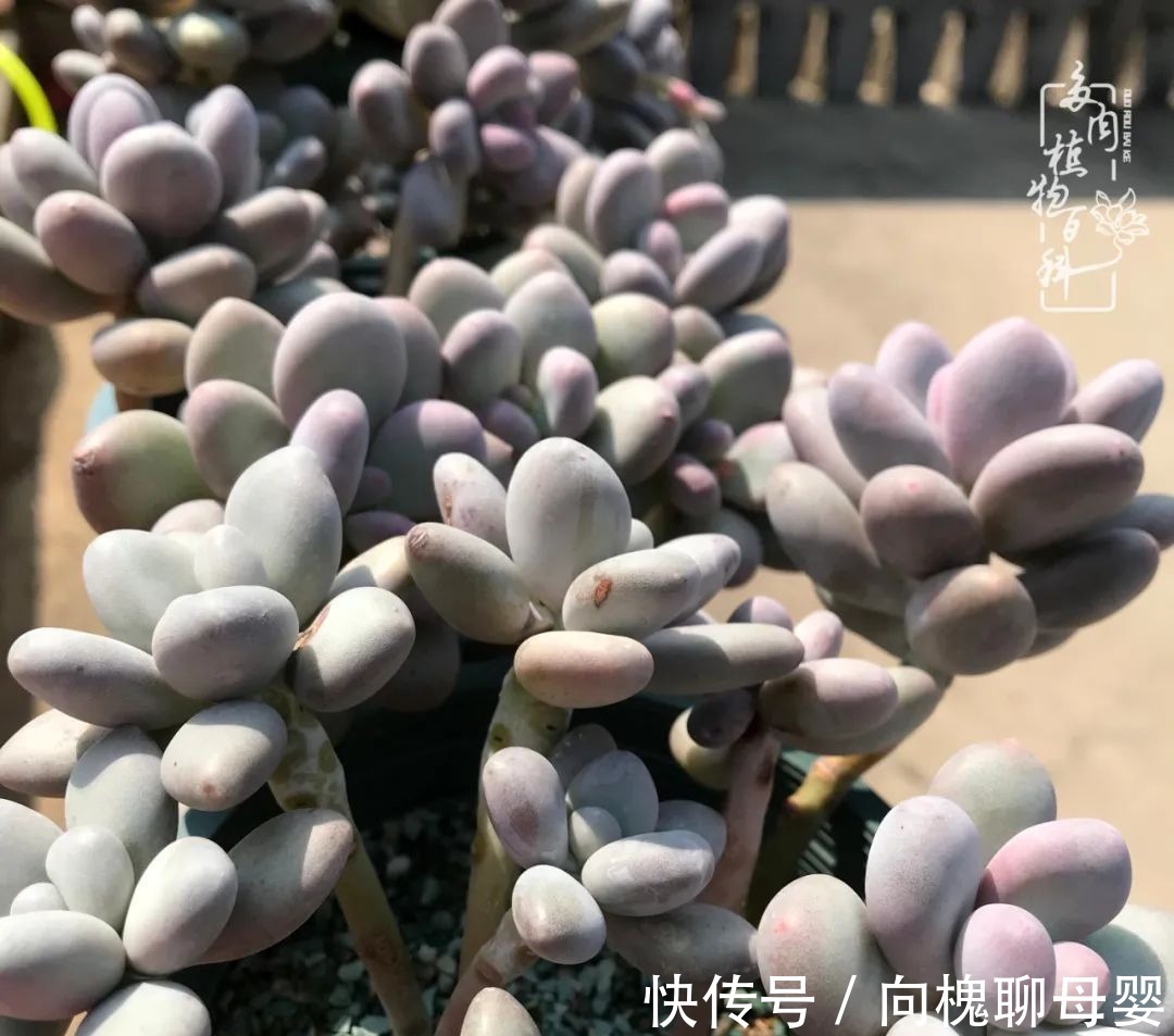 一种爱好就是一种境界,养花养多肉可以培养一个人的心境!