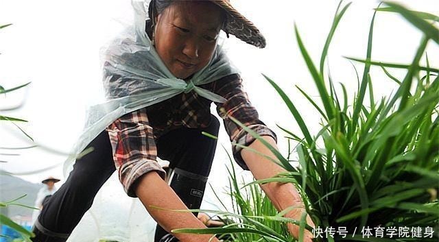 如何种植韭菜,您都知道吗浅谈韭菜的种植方法!