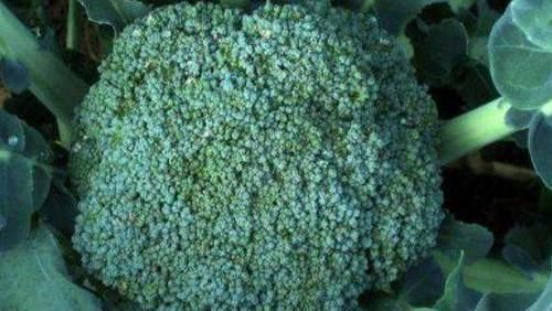 消化|女性不想变老,3种美食别放过,养胃健脾,帮助消化,补血益气