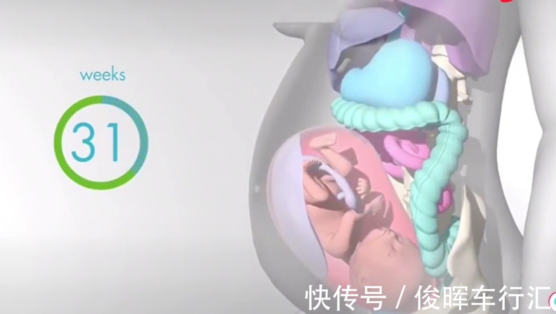胎宝|怀孕之后,胎儿把妈妈的内脏挤到哪去了?十张高清图带你了解