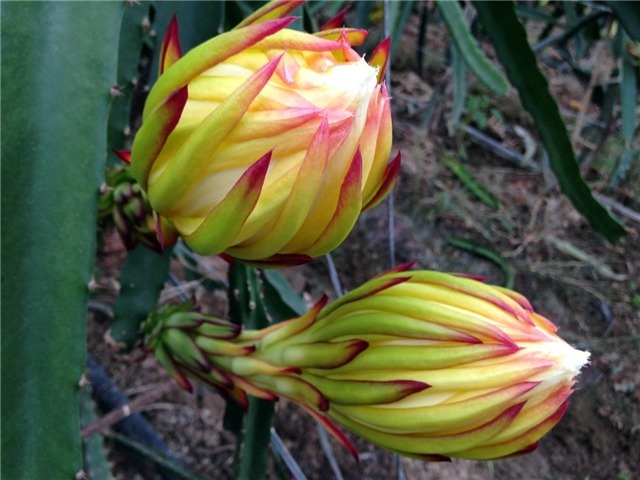 食用价值|农村的霸王花,不仅能用来观赏,还能用来煲汤请珍惜