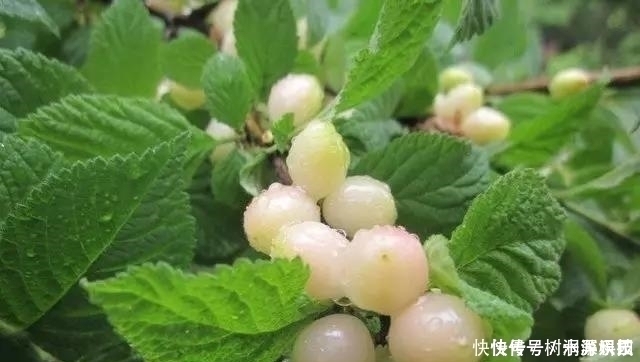 提个醒：此野果在路边碰见，可以随手摘回家，好处非常多