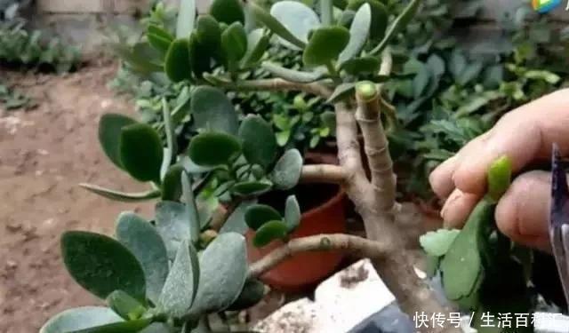 2种“便宜花”,用1招养成“老桩”,美死了,给“1万”都不卖