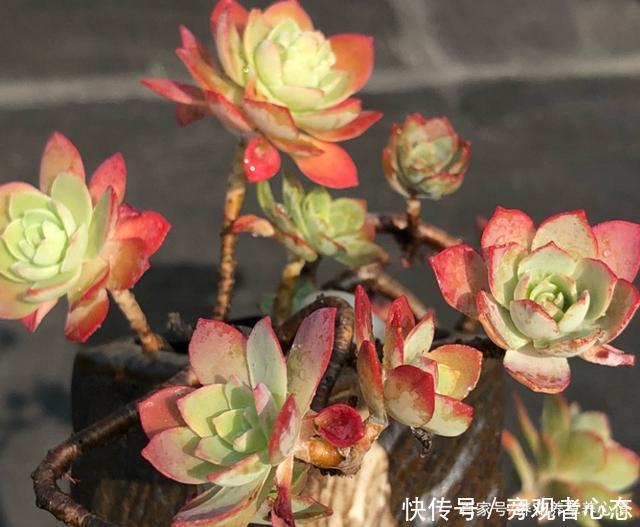 多肉薄化妆养护注意4点，叶色呈现靓丽的粉红色