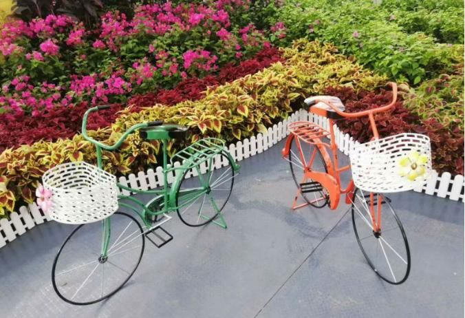 老年|新春沉醉花海,共游壮美叠彩!