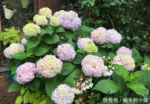 春天买花有技巧，4种花再便宜也别买，养不活白费力！