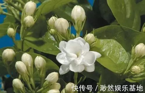 茉莉花这么养，花争着开，只需几个妙招，修剪是重点