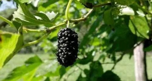 女性到了中年常吃的食物,祛皺潤膚,排毒養顏,預防子宮早衰