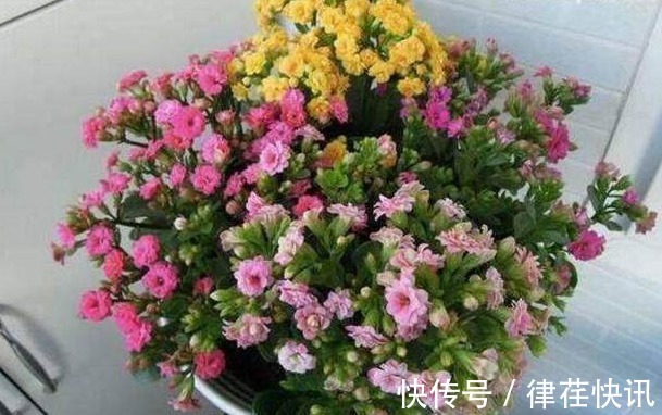 君子兰、长寿花、蟹爪兰总不开花,可能盆里缺点它,加一点就开花