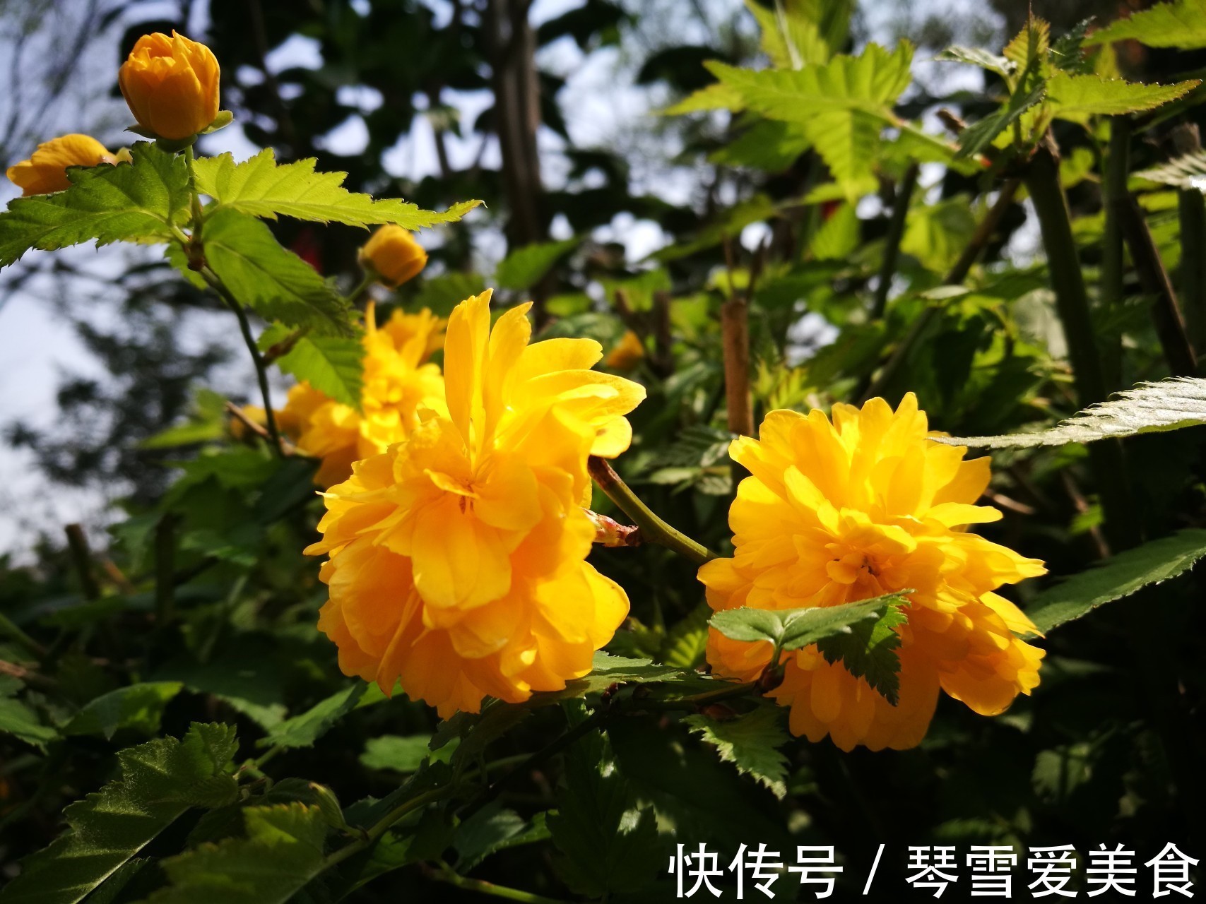 此花姹紫嫣红,象征着高贵尊贵,原产于中国却被认为是日本的