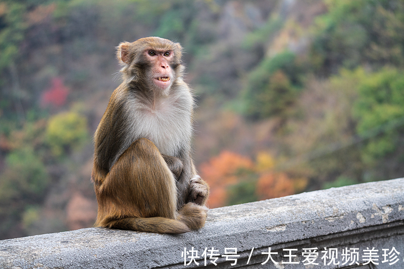 人生|生肖猴11月起，属猴人开始进入人生转折点，把握好就能风生水起