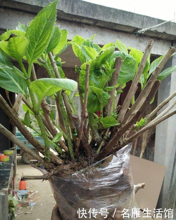 秘密|绣球老桩的“秘密”,识货人都不买,白给也不要