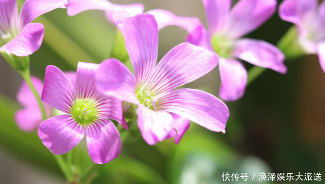 鸡女|年纪越大越旺夫的3生肖女，旺夫旺财旺子女，做好自己便能有福气