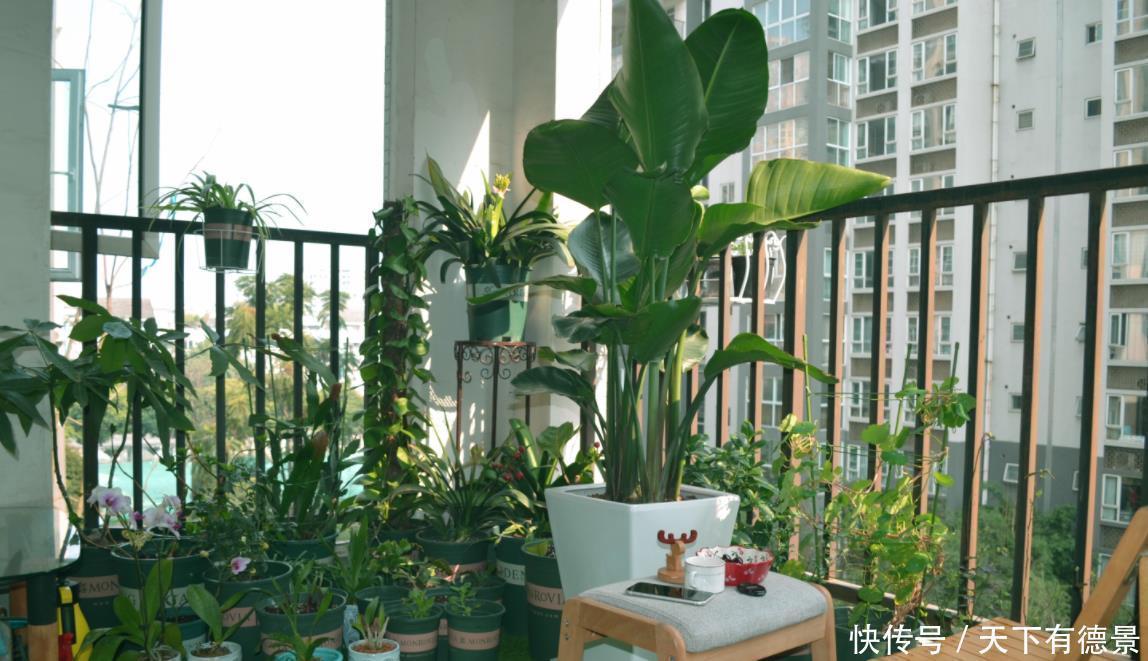 阳台养花，“3种土”不能用，好的土壤，才是养好花的关键