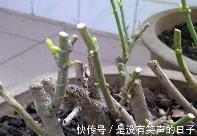 修剪|想要“茉莉花”开花多,做好“三点”,轻松爆满盆,满屋飘香!