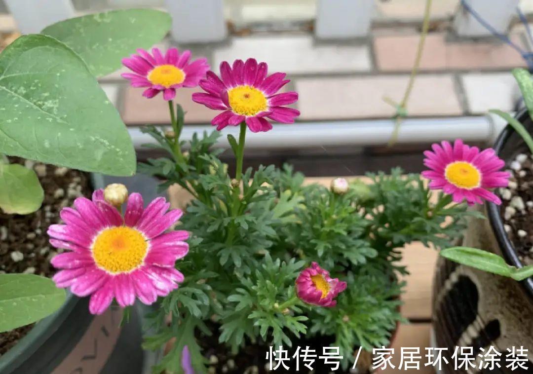 7种花养老桩不好，多扦插、养嫩苗，才能年年开花