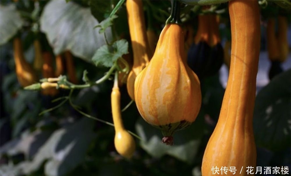 苏州太湖西山岛|苏州人的宝岛秘境,美成仙境,却被时光遗忘!