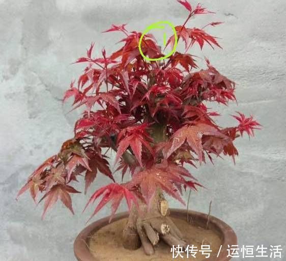 养护的红枫盆景桩头太高了怎么矮化红枫盆景控制高度的方法