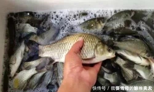 偷学高手的3个冬季钓鲫鱼招数,没想到还真管用,钓鱼人士的福利