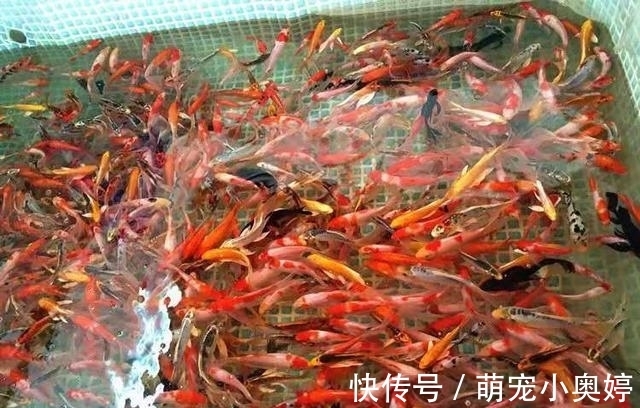 锦鲤|三大冷水鱼，草金鱼占了个不上不下的位置，给人鸡肋的感觉
