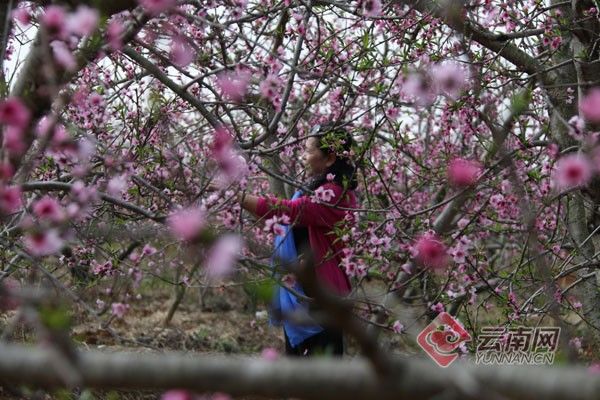 老年|云南蒙自：十里春风浩荡 百花争放好年景