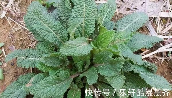 香椿炒鸡蛋|常误以为是野薄荷，看到名字才知道对不上，炒鸡蛋堪称一绝，真香