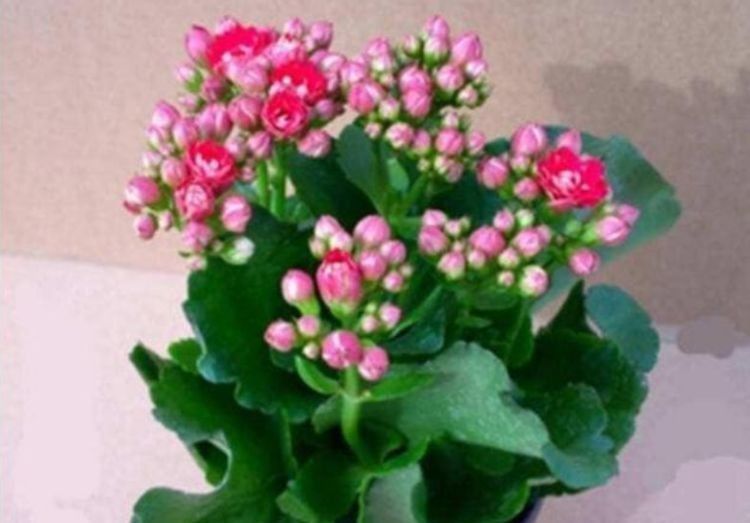 四季|养花就养个花期长的,花大色艳,花姿妖娆,四季繁花似锦