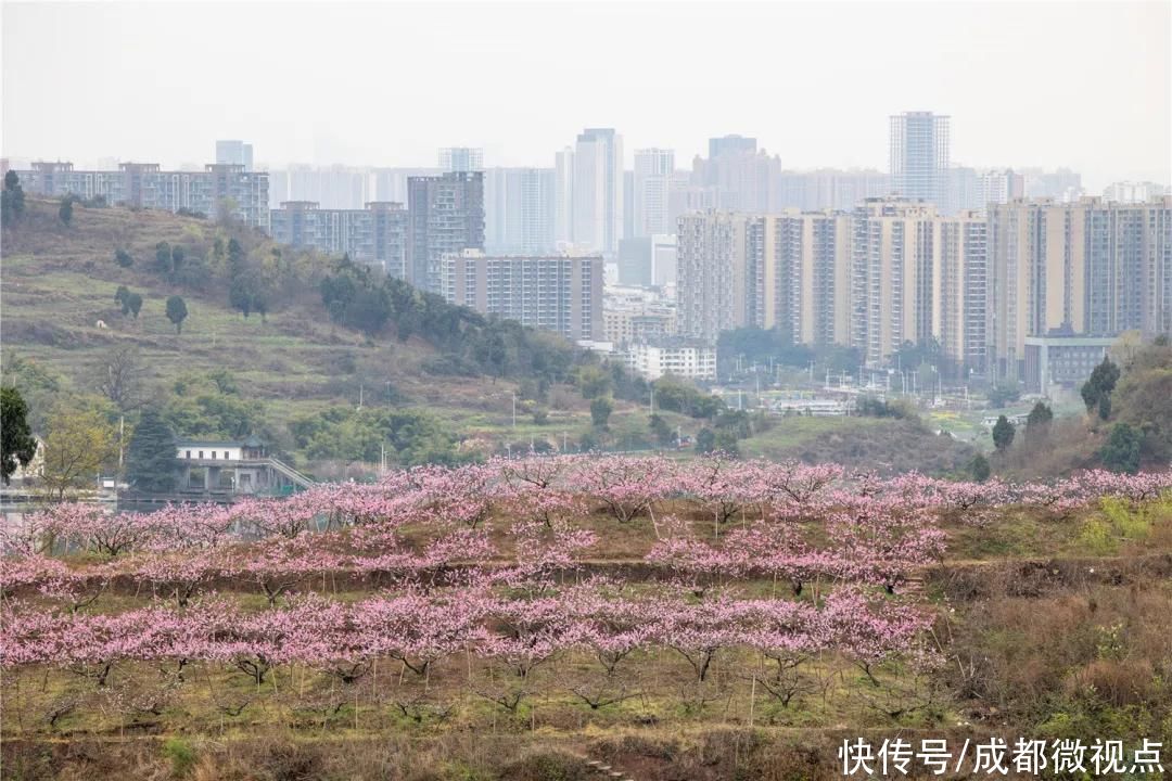 龙泉山第一波春花，来赏