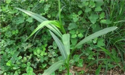 农村|农村稻田里的这个野菜,吃起来脆嫩爽口,你见过不一定吃过!