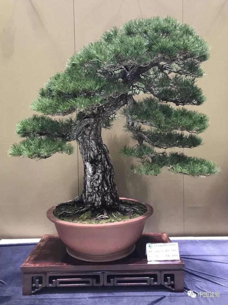 赏玩盆景，一定要是有德之人