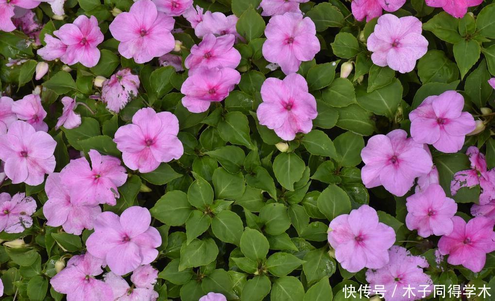 八种冬天可以水培开的花,现在是花期,花大又漂亮,真美