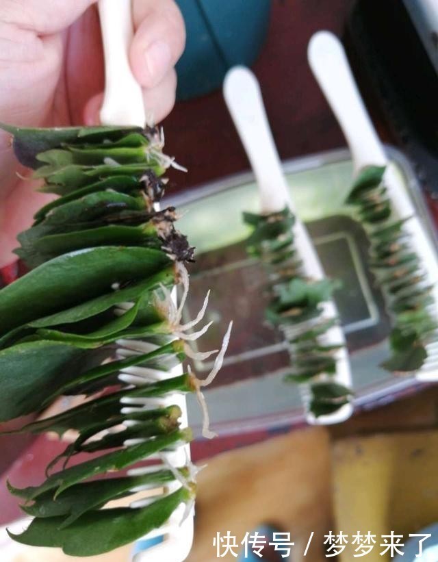 方法|一把梳子,扦插蟹爪兰,齐刷刷一排“白胡须”,插活几十棵