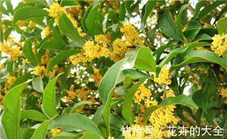 浇水|桂花怎么养才长得好，注意3点桂花开花更多哦