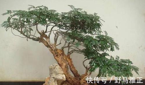 这“4种”绿植,最能吸甲醛、二手烟,家里养一盆,健康更长寿!