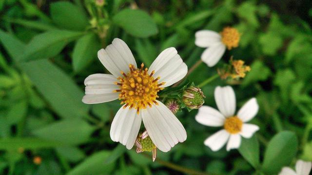 野草|这种野草,人称“鬼针草”,人们看着绕道走,有人却想靠它发财!