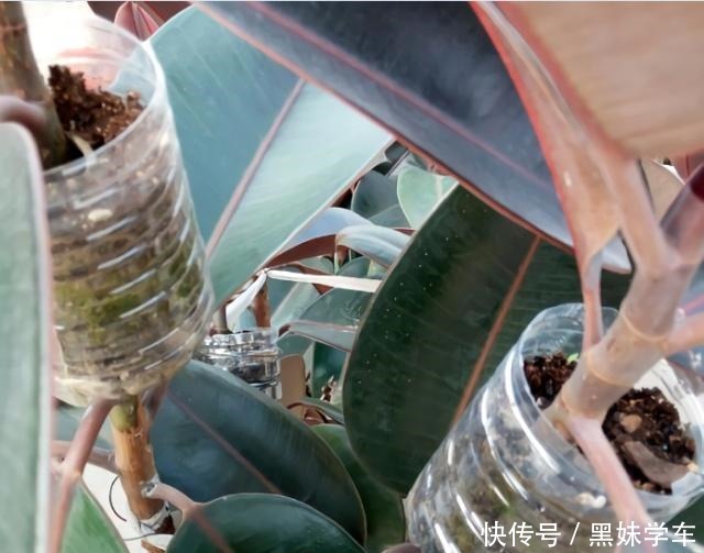 橡皮树打顶前,树皮割几刀,套个杯子,1月得到全新大苗!