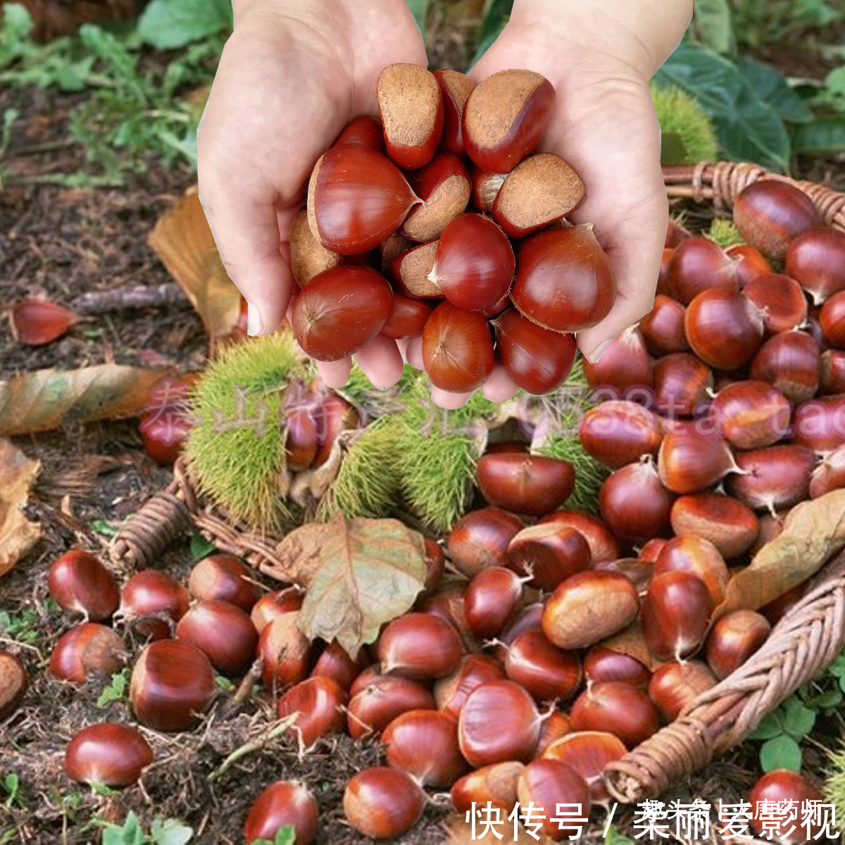 姜枣茶|真正的养生都是最平凡的食材，20个养生专家推荐食疗方，值得借鉴