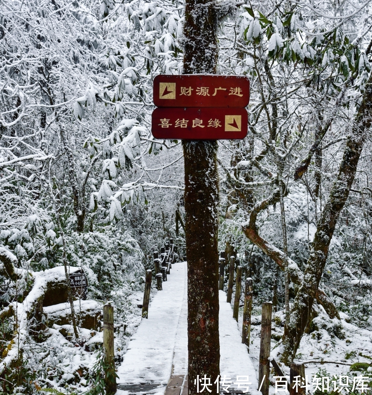 四川甘孜的原始景区，内部藏式风情浓郁，路上每一棵树都是风景