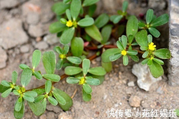 白发|马齿苋被称为“天然染发剂”,还能使白发变黑,别再只会吃了!