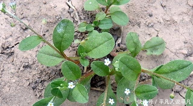 荠菜|农村1种“趴地菜”,如今60元一斤却没人种,以后见到别错过