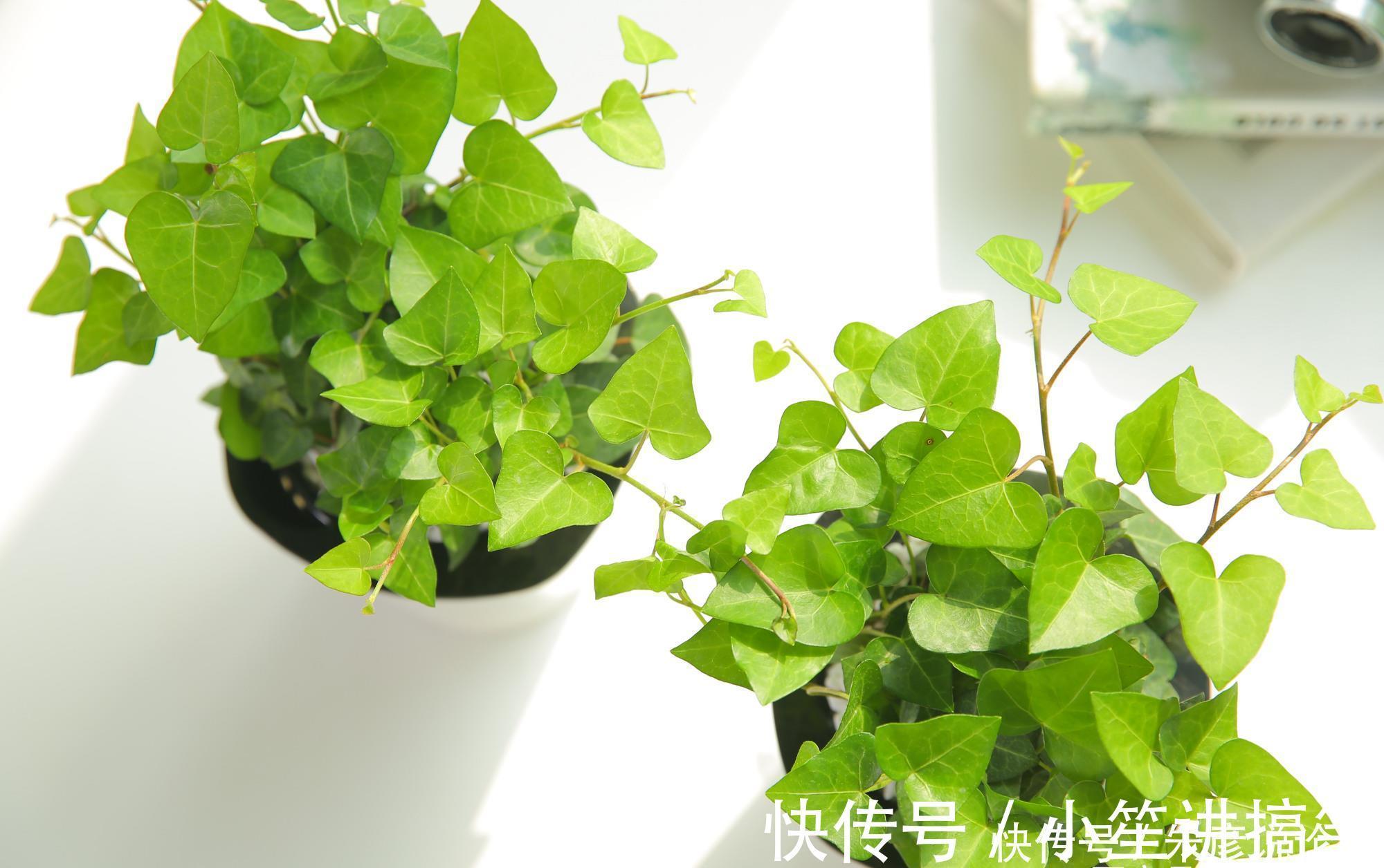 常春藤|家里养什么花，推荐这3种，附带养护技巧