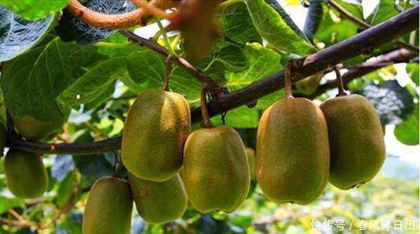 好吃|盆栽猕猴桃好吃又好看,简单几步可以试试