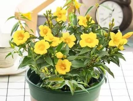 这花极耐寒花开半年,香飘满院,城里人还抢着种,它其实叫断肠草