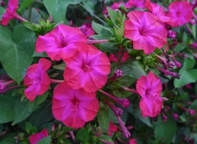 此花傍晚时盛开,娇艳的花朵散发出阵阵诱人的芳香,寓意为成熟美