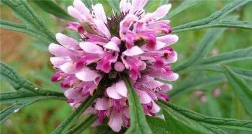 枸杞煮鸡蛋|最补的鸡蛋吃法, 女人吃了补气血, 男人吃了补肝肾!