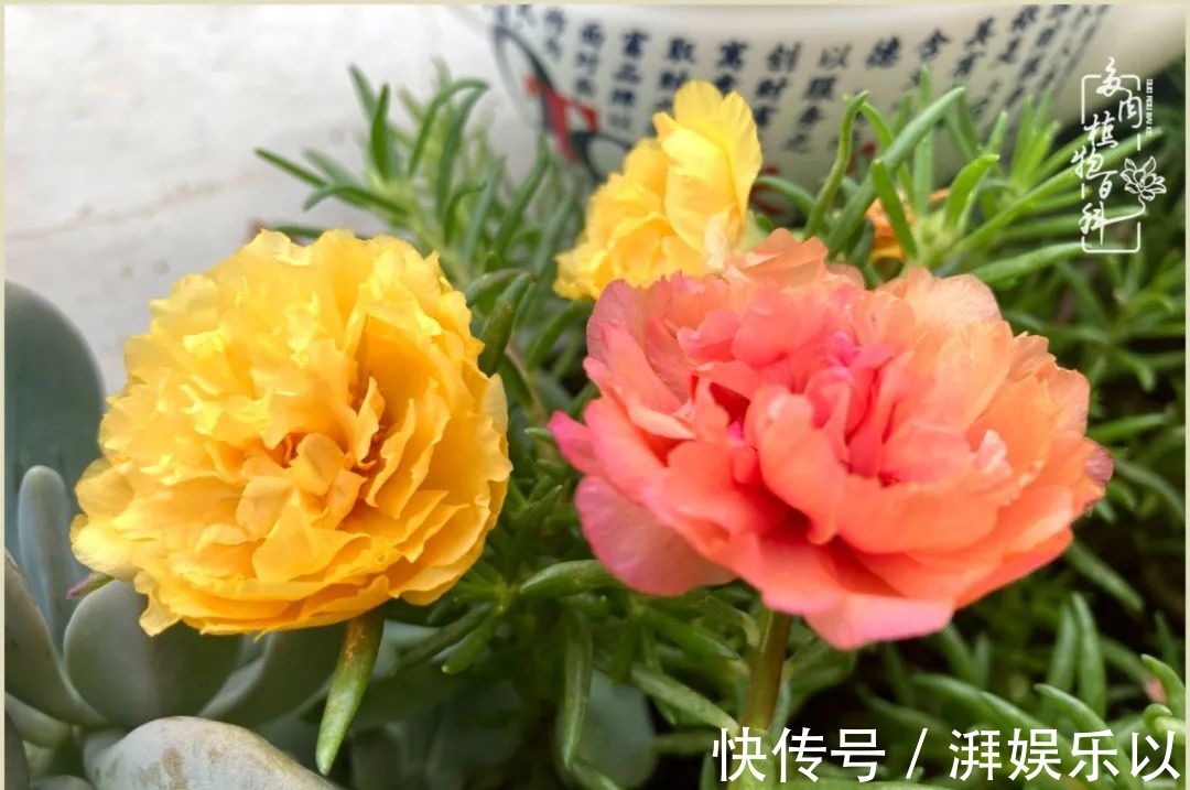 遇见即美,花事未荼蘼!种一桌子多肉,看花开花落!