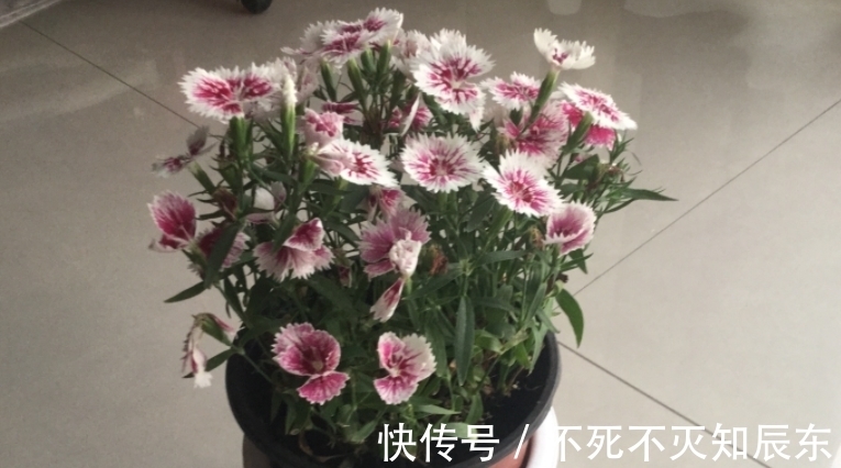 学会制作这3样养花肥,掌握正确用法,不花钱就能用上好肥料