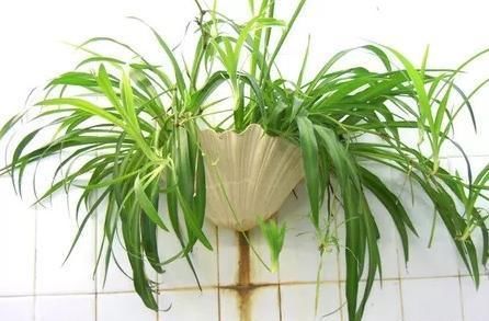 如何使盆栽吊兰更具欣赏性？