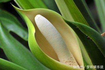 有毒花不能往家里搬,这几种花再喜欢咱也不能养,扔都不来及