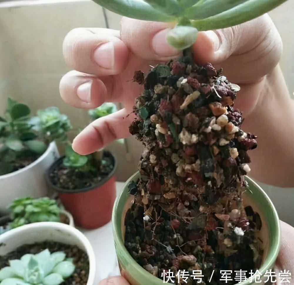 秋冬|他养多肉10多年,总结出9个易出“高价老桩”的品种,适合新手